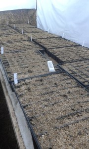 20170218plantuppdragning