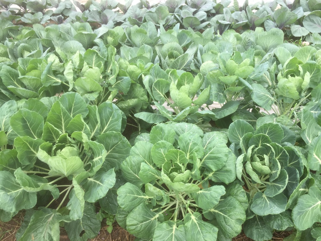 UNADJUSTEDNONRAW_thumb_74b9