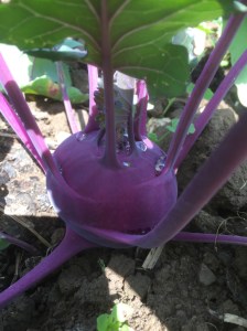 UNADJUSTEDNONRAW_thumb_7486