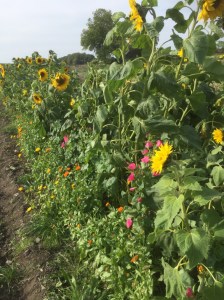 UNADJUSTEDNONRAW_thumb_7554