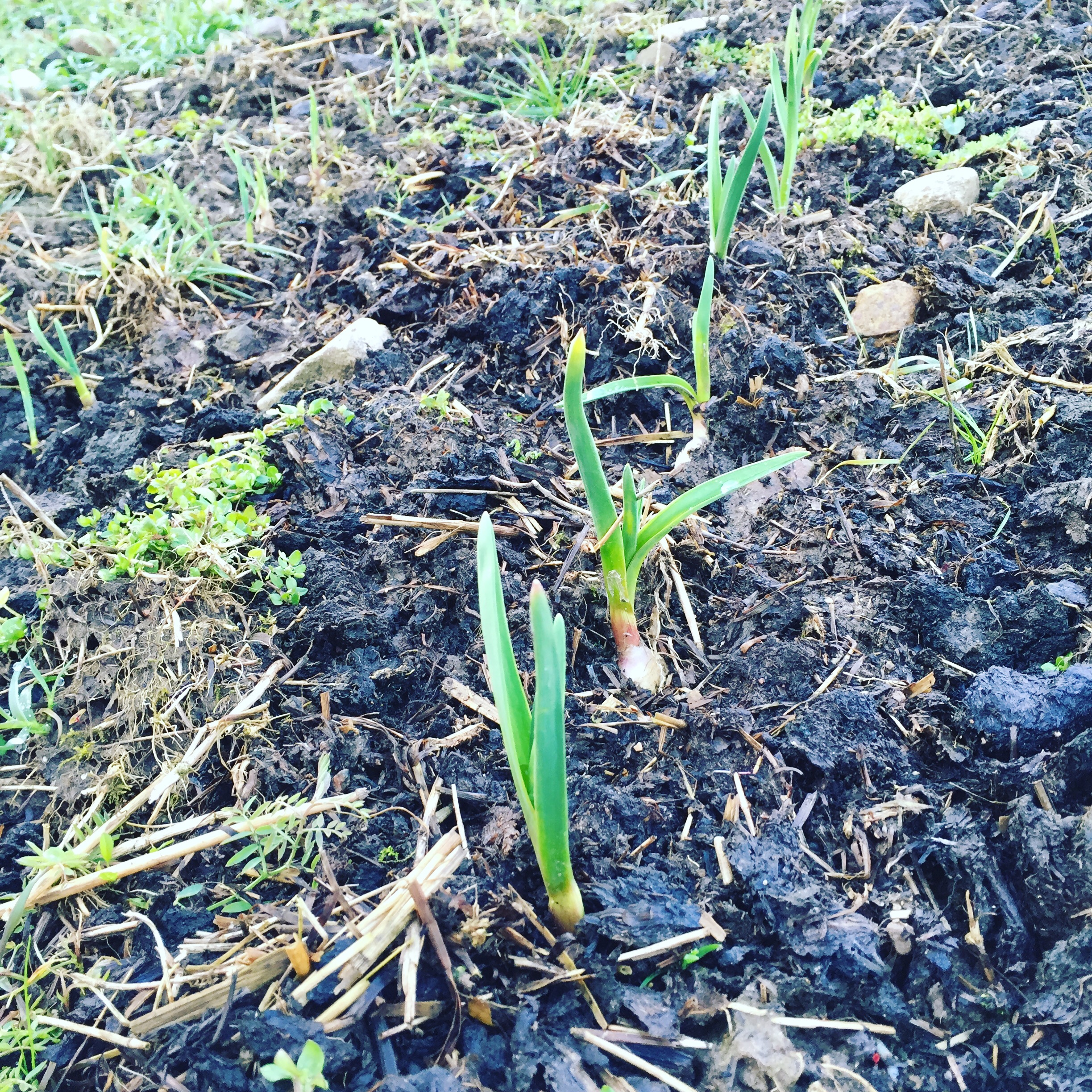 Vitlök som har börjat växa på fältet